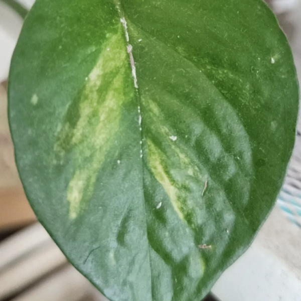 Alocasia Cuprea, la planta espejo