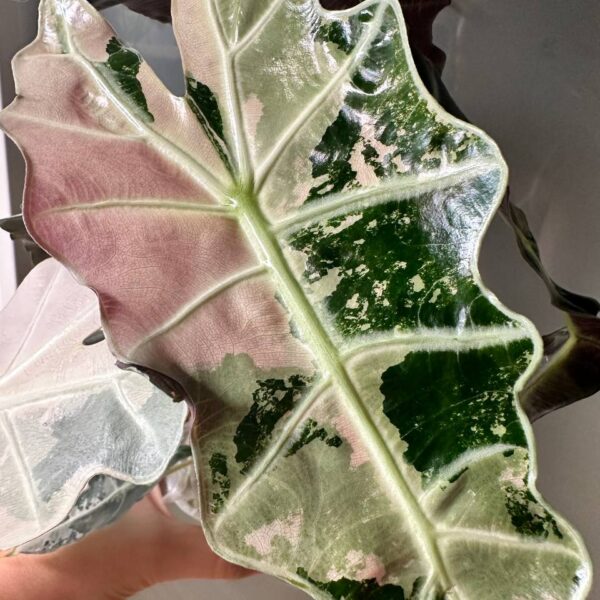 Alocasia Amazonica Pink - planta madre