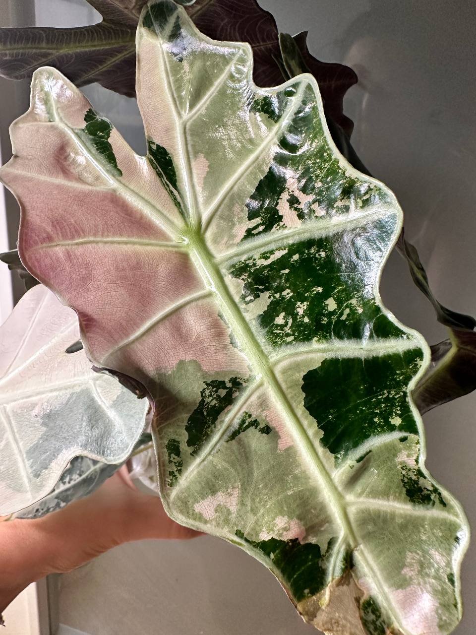 Alocasia Amazonica Pink - planta madre
