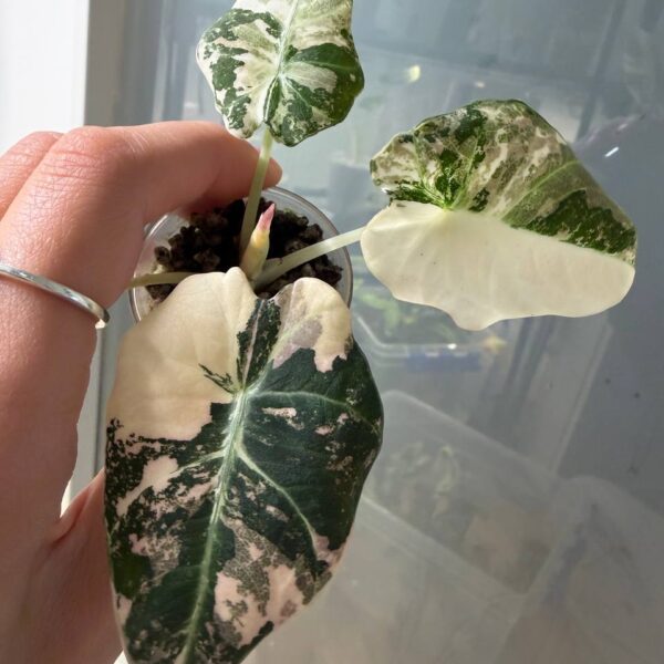 Alocasia Black Velvet Pink