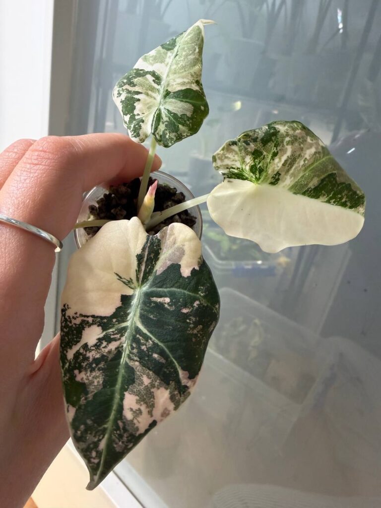 Alocasia Black Velvet Pink