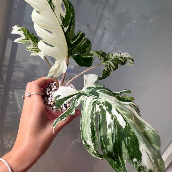 Alocasia Brancifolia Albo - planta madre