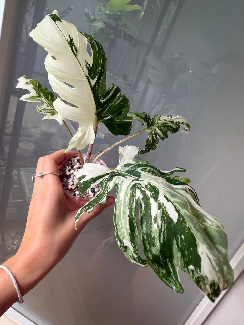 Alocasia Brancifolia Albo - planta madre