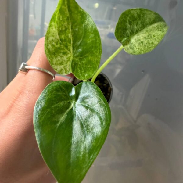 Alocasia Cucullata Marble