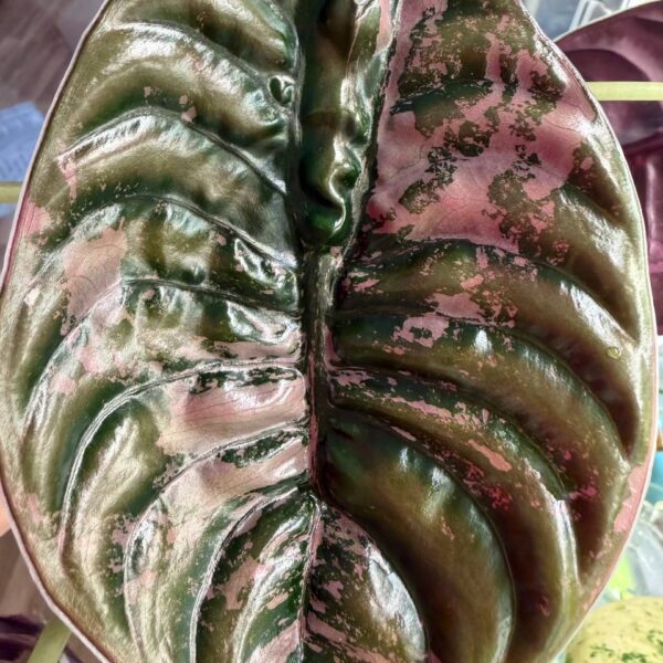 Alocasia Cuprea Nom Yen - planta madre