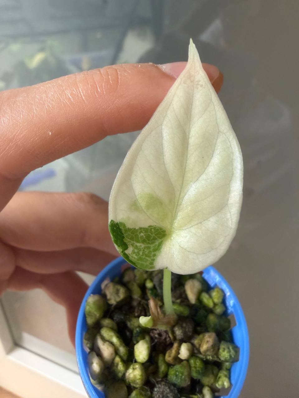 Alocasia Dragon Scale Albo bebé 1