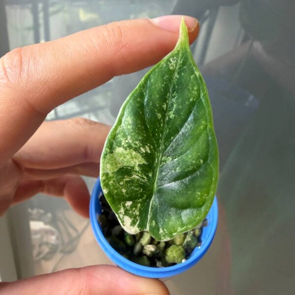 Alocasia Dragon Scale Albo bebé 3