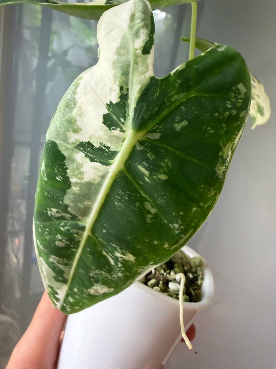 Alocasia Frydek Albo