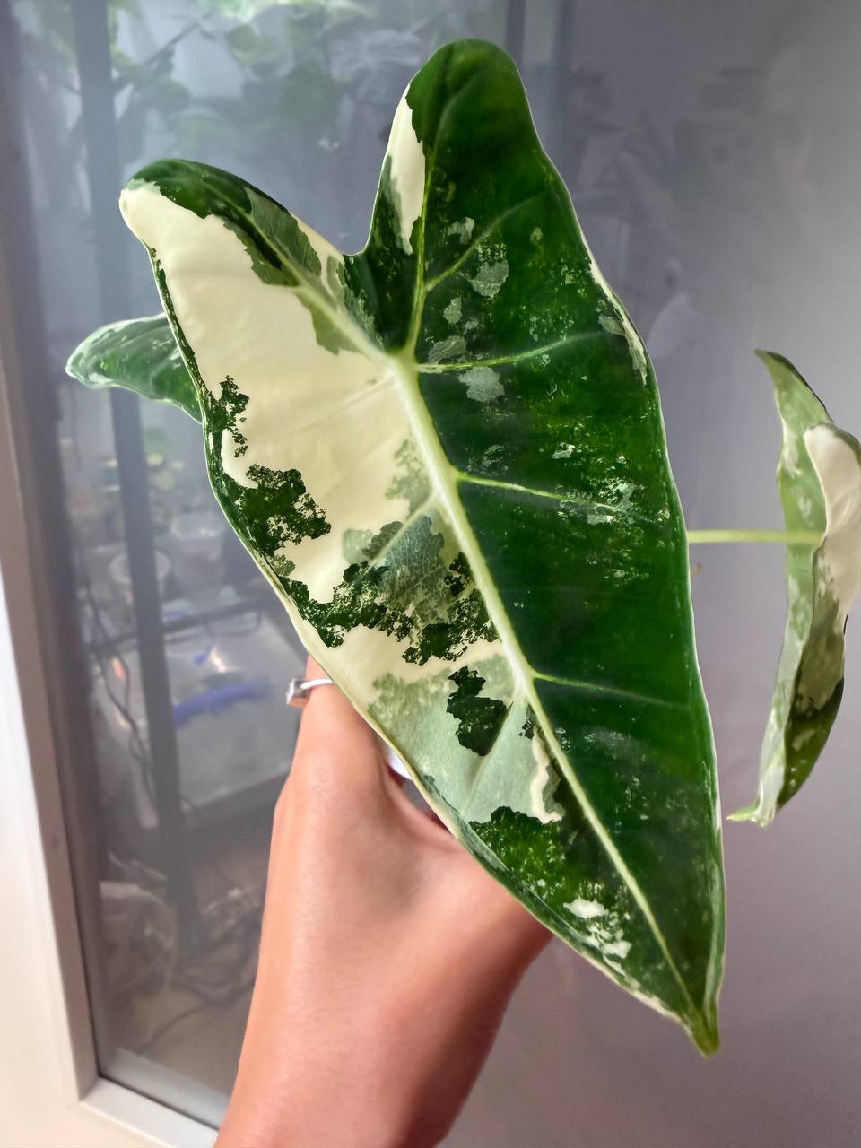 Alocasia Frydek Albo