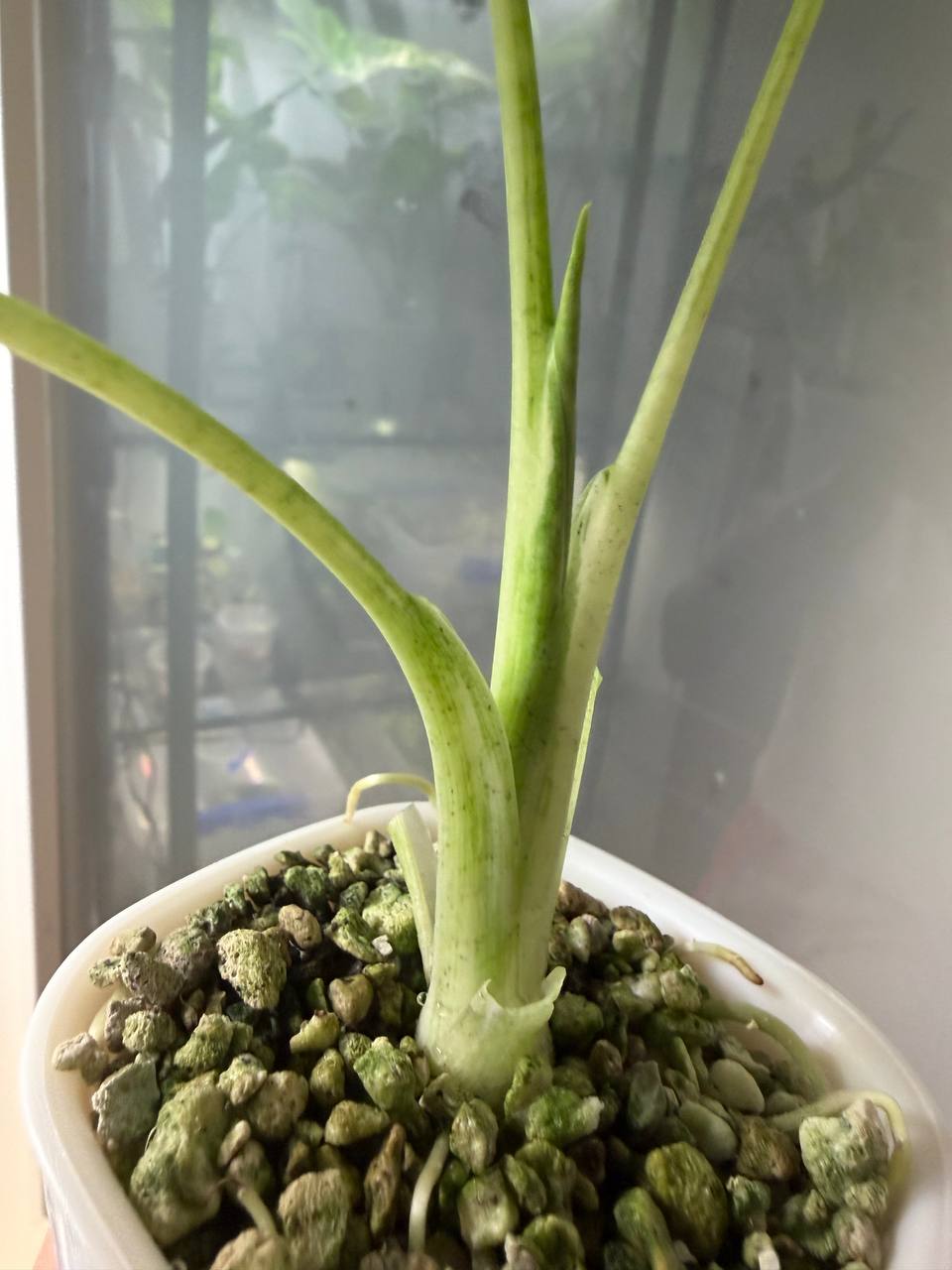 Alocasia Frydek Albo