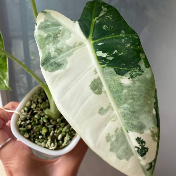 Alocasia Frydek Albo