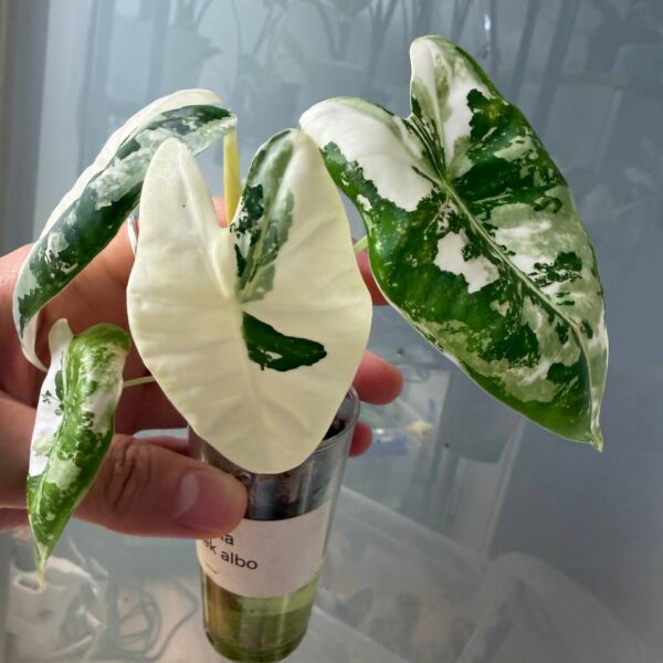Alocasia Frydek Albo