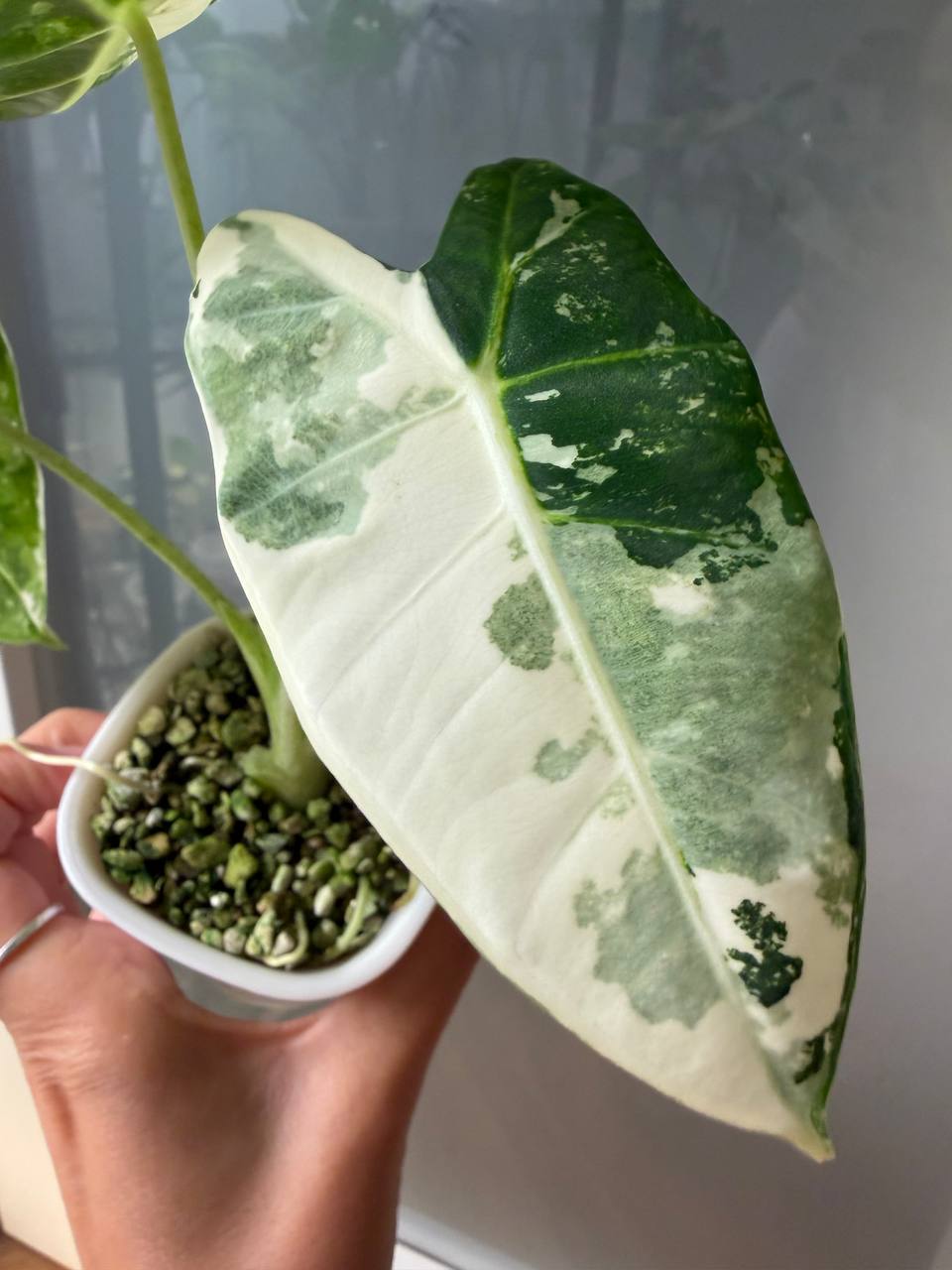 Alocasia Frydek Albo