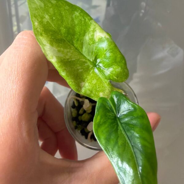 Alocasia Heterophylla Corazón Albo