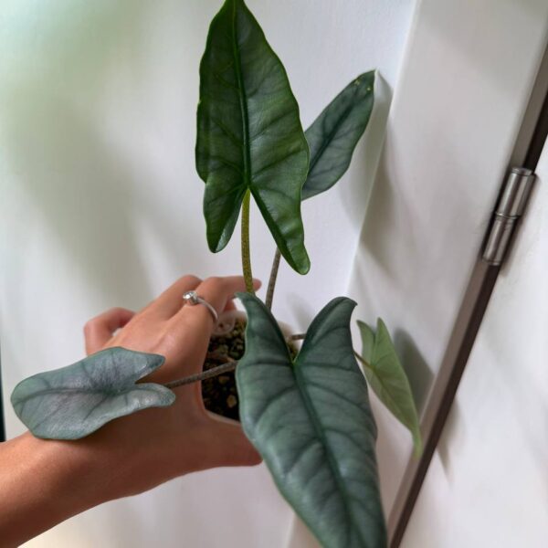 Alocasia Heterophylla Metallic Blue