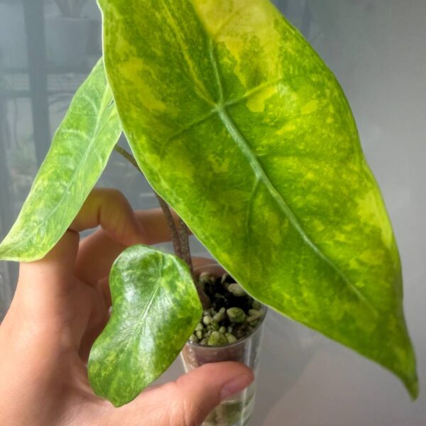 Alocasia Longiloba Lemon Mint