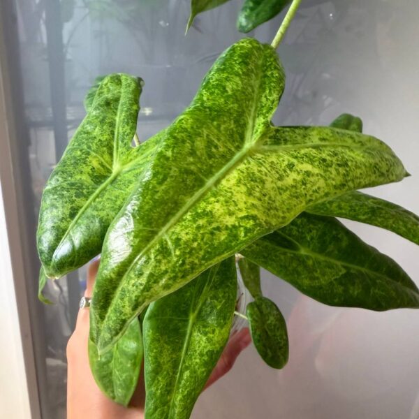 Alocasia Longiloba Mint Aurea