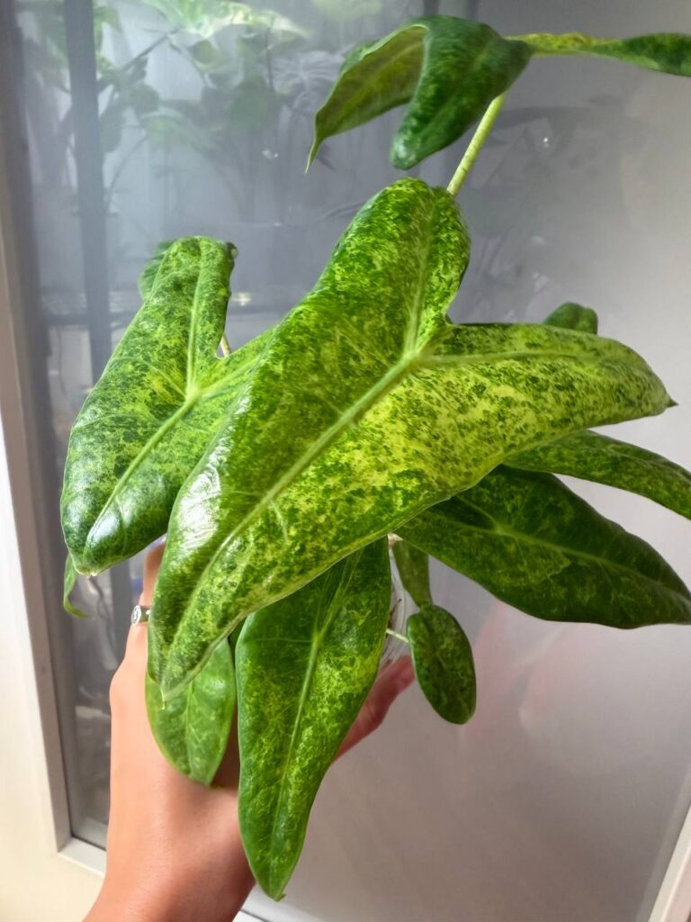 Alocasia Longiloba Mint Aurea