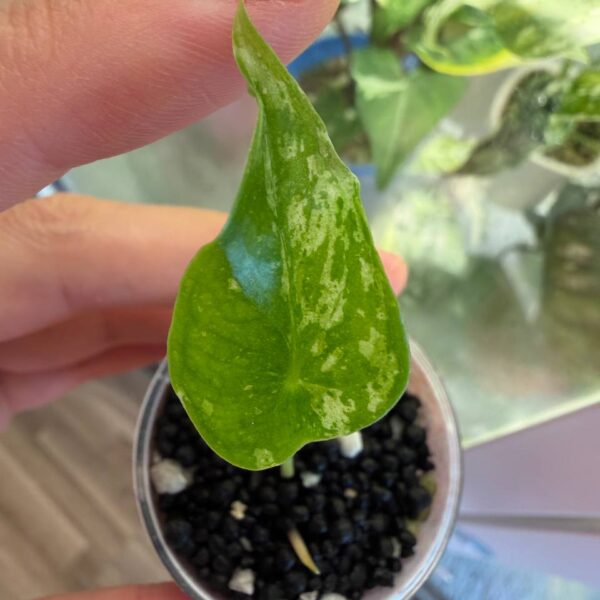 Alocasia Longiloba Thai Con