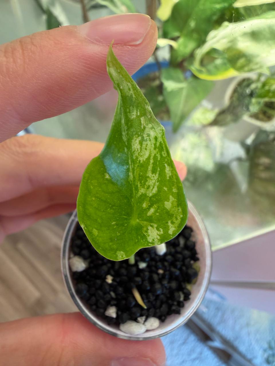 Alocasia Longiloba Thai Con
