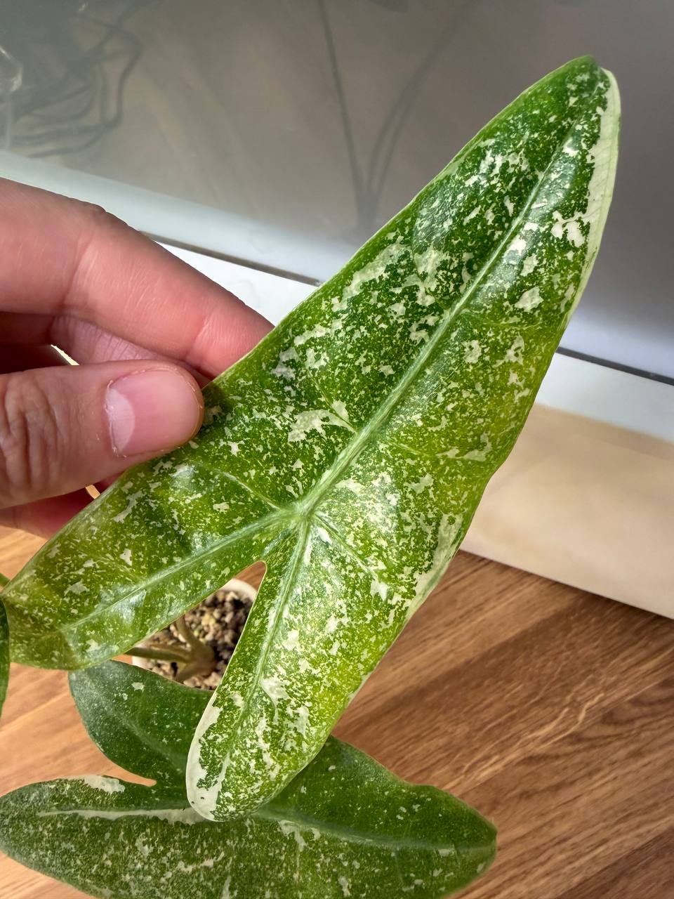 Alocasia Longiloba Thai Con
