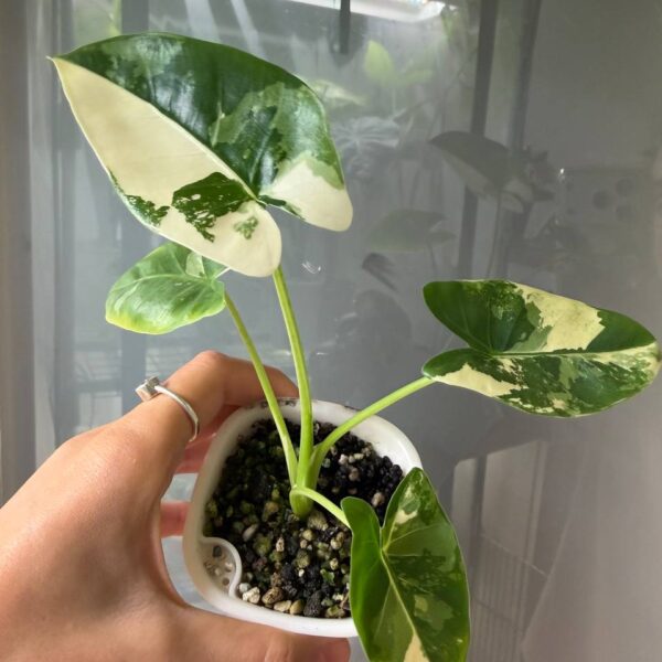 Alocasia Macrorrhiza Albo — Marina's Jungle Gems
