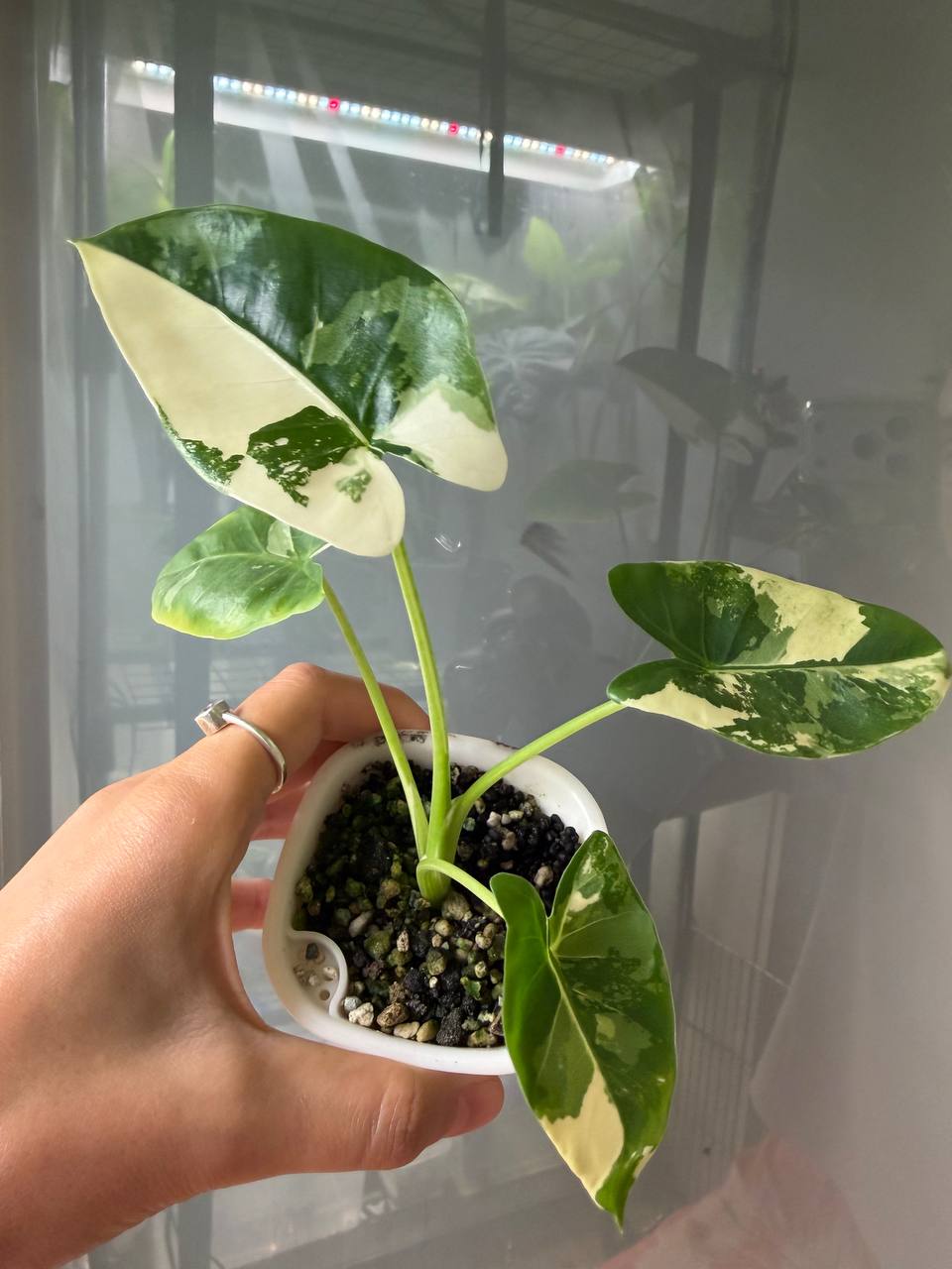 Alocasia Macrorrhiza Albo — Marina's Jungle Gems