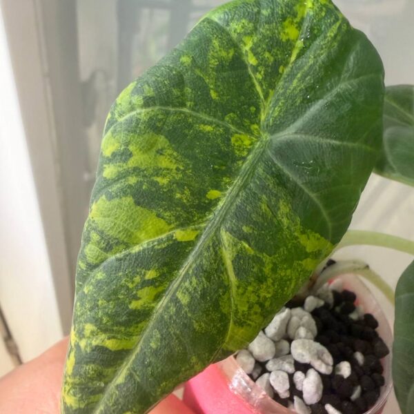 Alocasia Maharani Golden (planta madre, referencia)