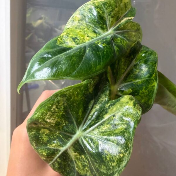 Alocasia Nairobi Nights Aurea
