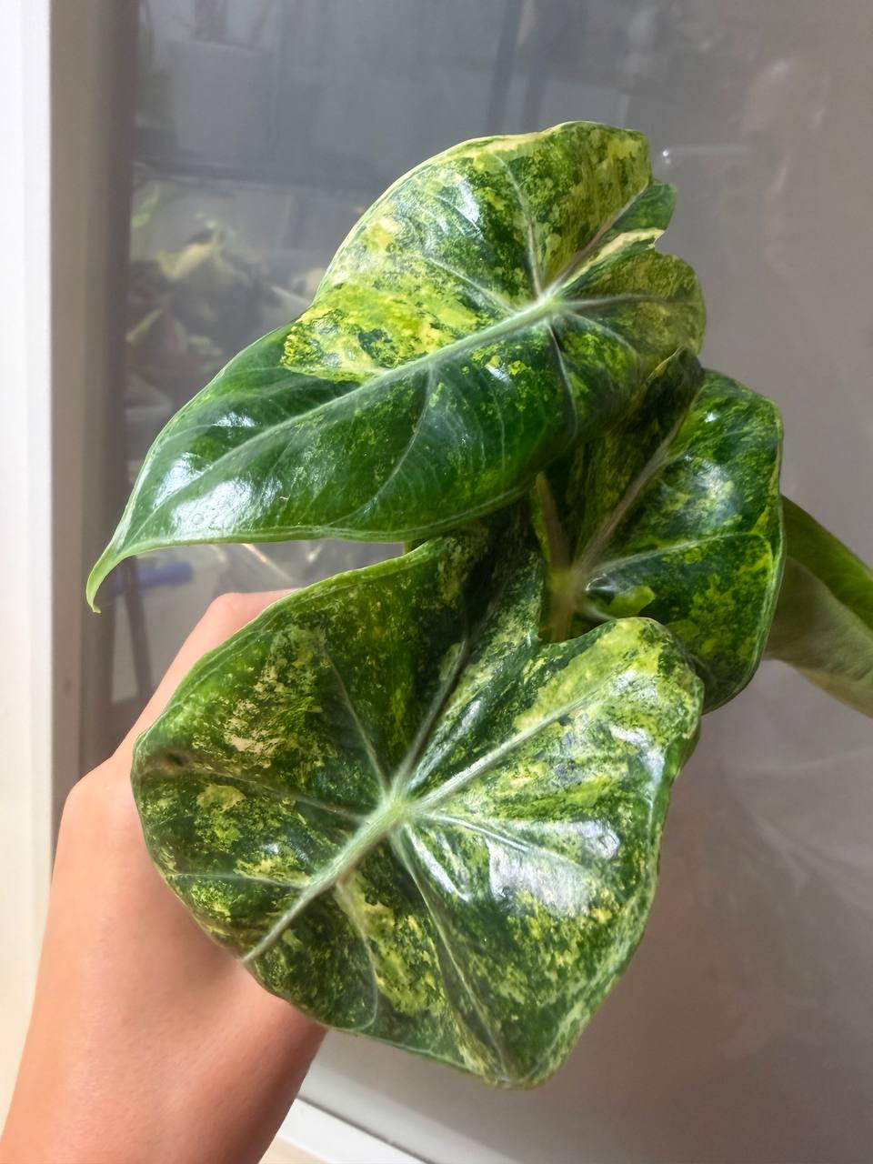 Alocasia Nairobi Nights Aurea