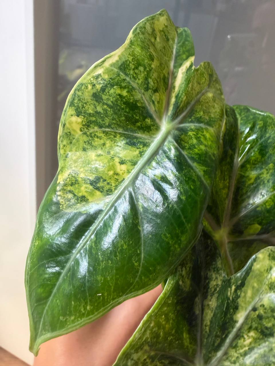 Alocasia Nairobi Nights Aurea