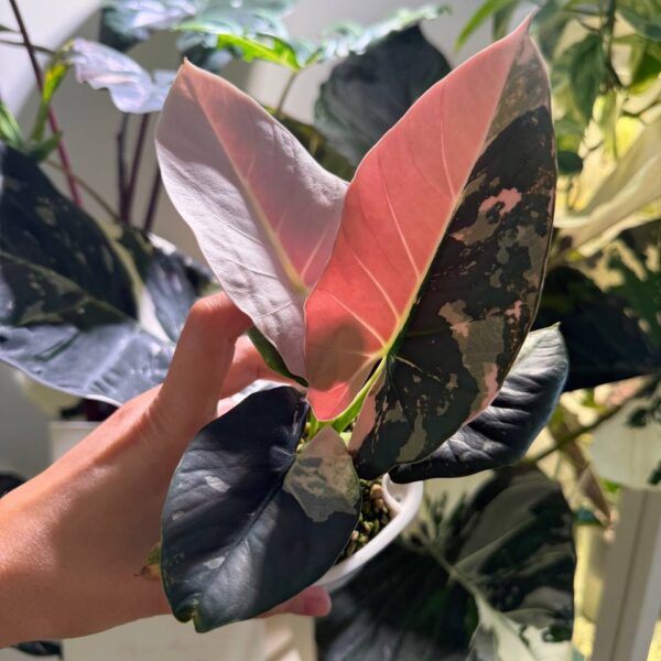 Alocasia Reginae Albo Pink - planta madre