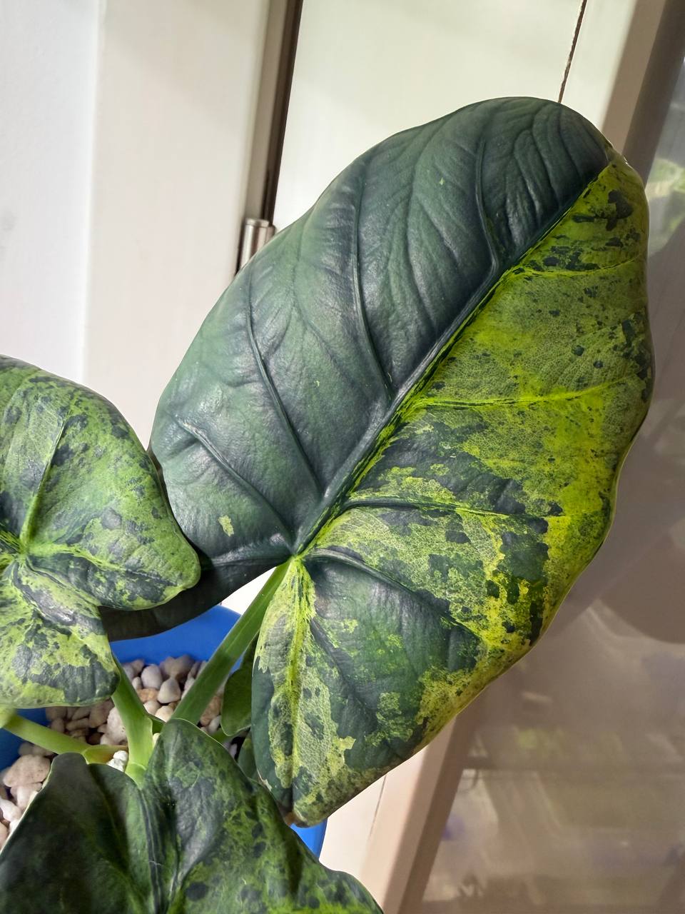 Alocasia Sintang Neon