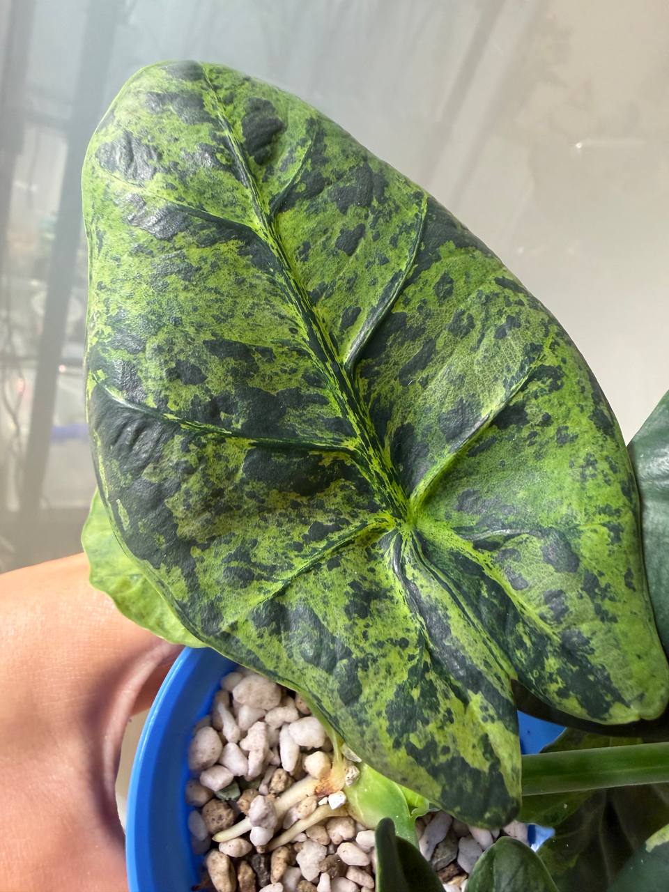 Alocasia Sintang Neon