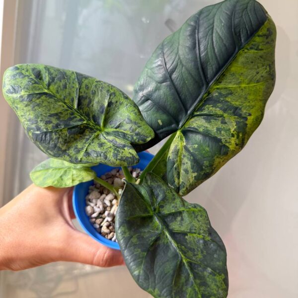Alocasia Sintang Neon - planta madre