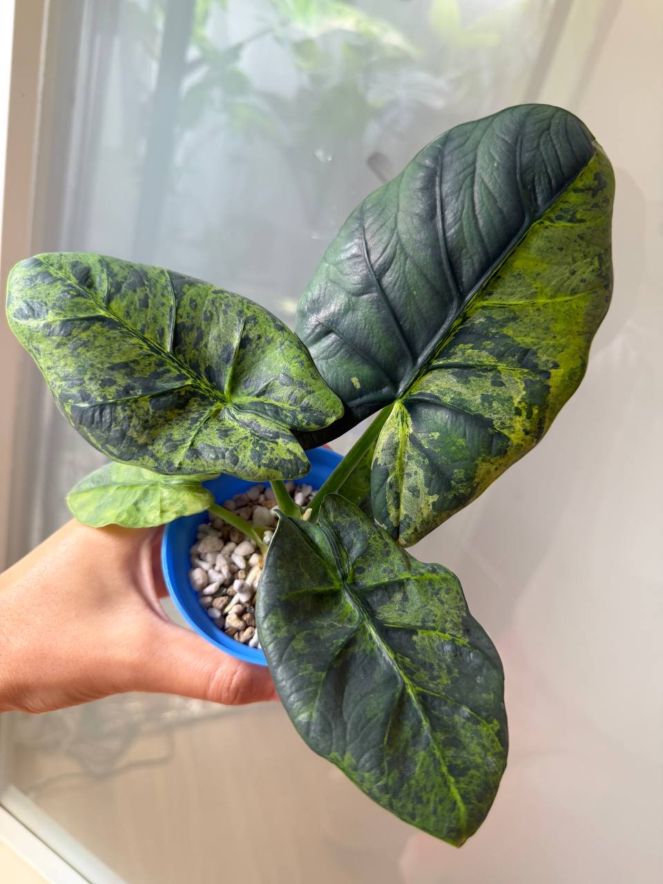 Alocasia Sintang Neon - planta madre