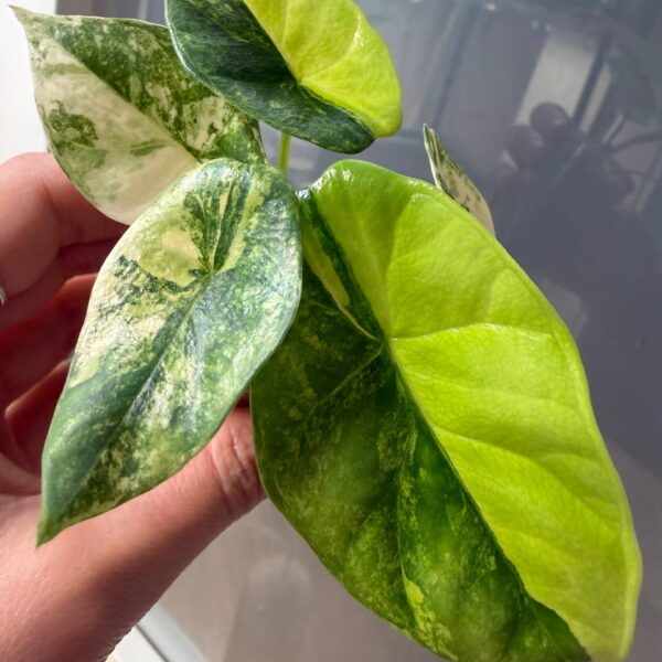 Alocasia Sinuata Aurea