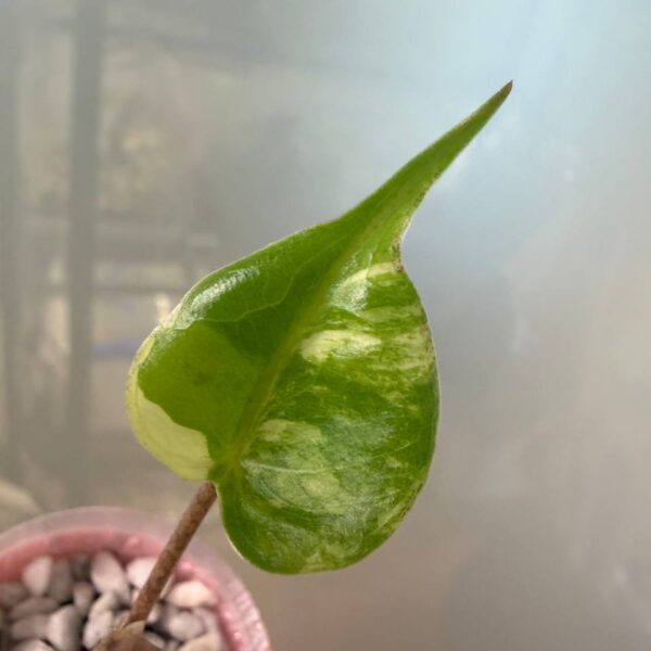 Alocasia Stingray Aurea