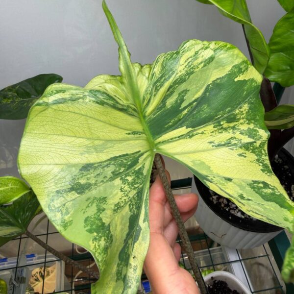 Alocasia Stingray Aurea (cormo)