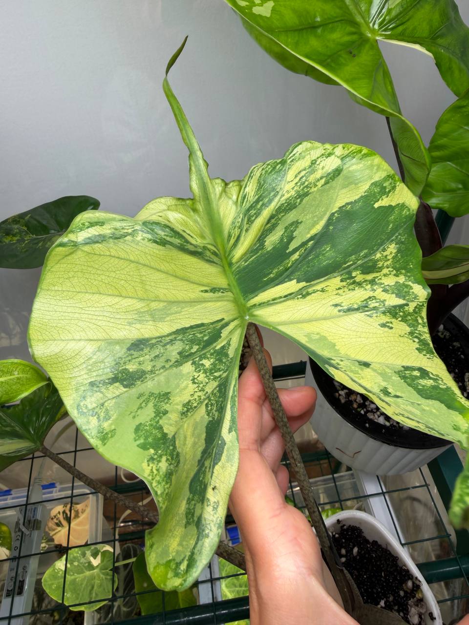 Alocasia Stingray Aurea (cormo)