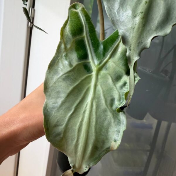 Alocasia Venom