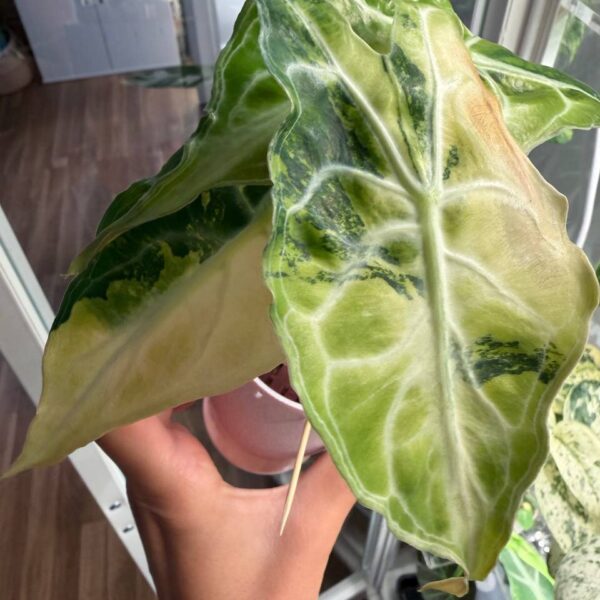 Alocasia Venom Aurea