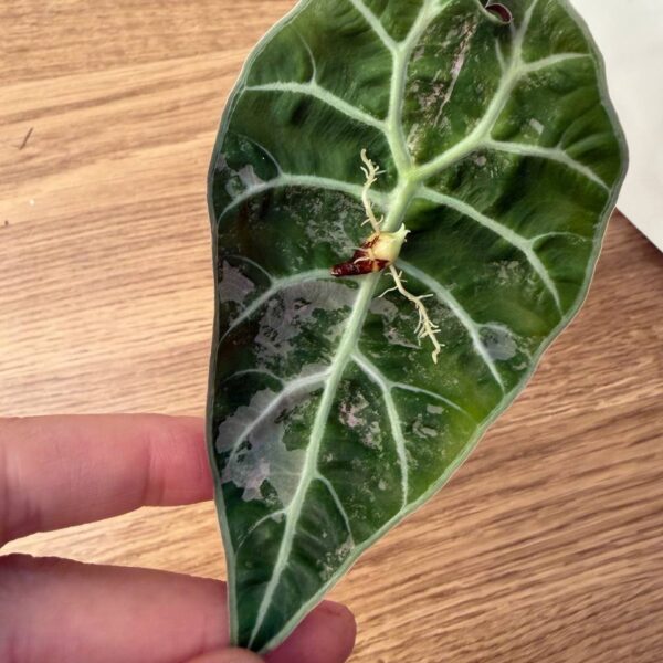 Alocasia Watsoniana Dof Pink