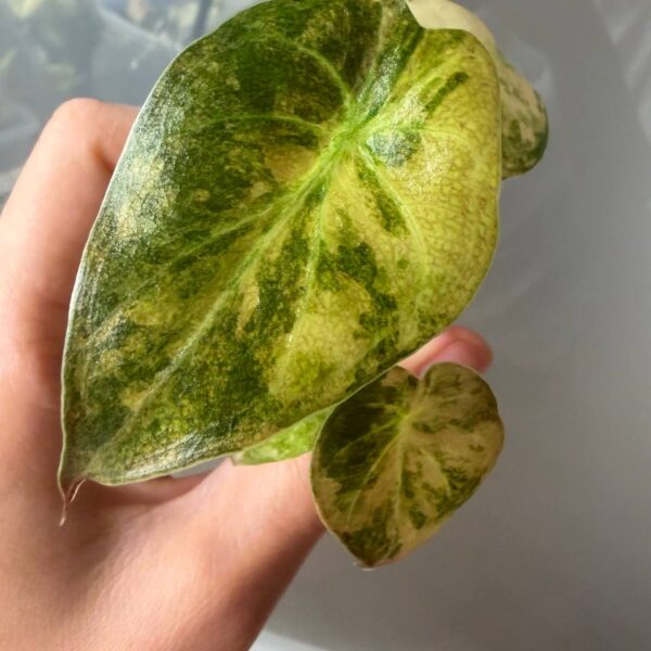 Alocasia Wentii Aurea