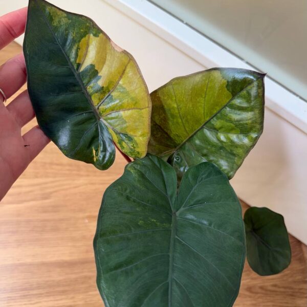 Alocasia Yucatan Aurea