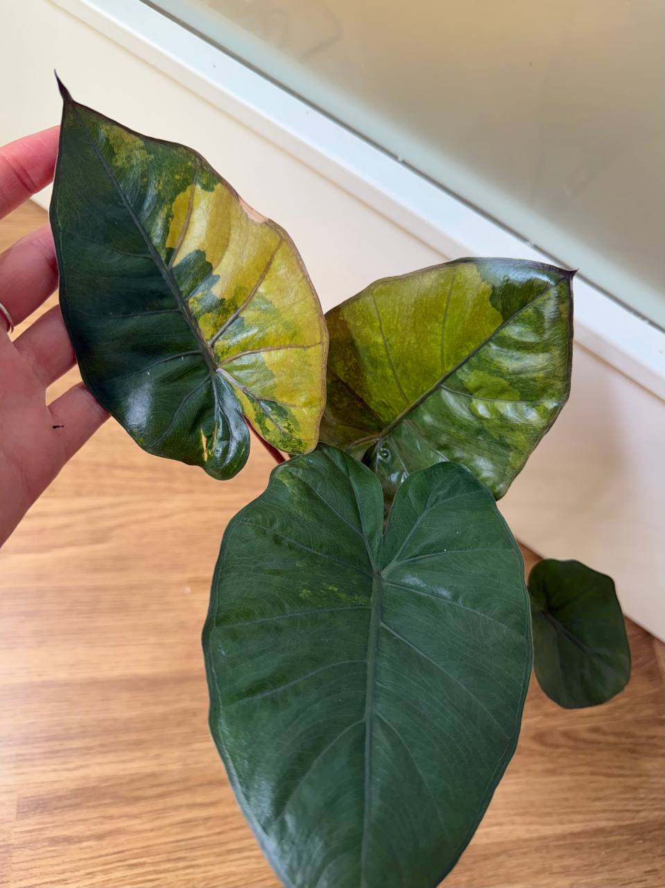 Alocasia Yucatan Aurea