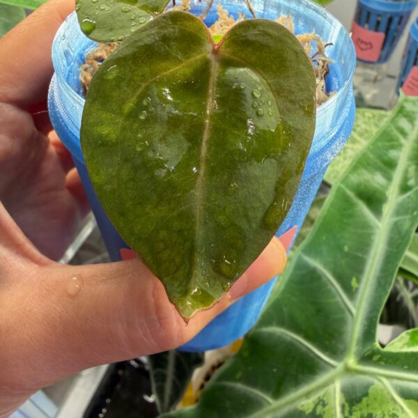 Anthurium Black Velvet x (Zara x michelle)