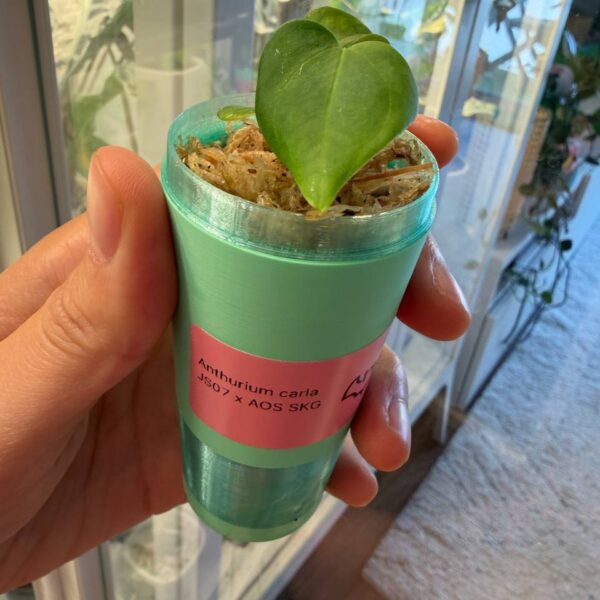 Anthurium carla JS07 x AOS SKG