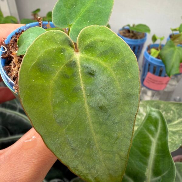 Anthurium papi var dress rg x michelle var