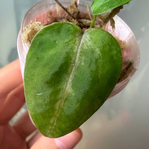 Anthurium Red Crystallinum tezula x (skg silver x red crys) x red crys